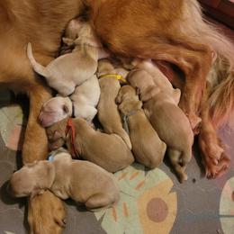 Hot pink - Dark golden female Golden Retriever puppy in Greensburg, Kentucky from Southern Springs Goldens