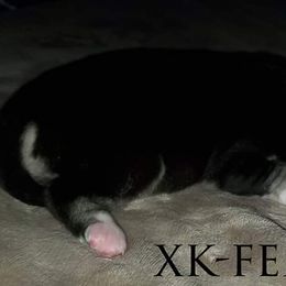 Siberian Husky Puppies from Xk siberians