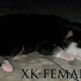 Siberian Husky Puppies from Xk siberians