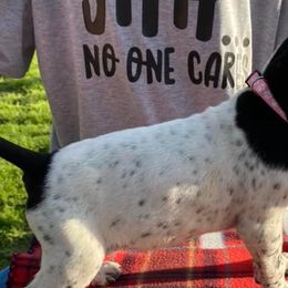German Shorthaired Pointers from Crawfish Creeks GSPs