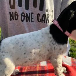 German Shorthaired Pointers from Crawfish Creeks GSPs