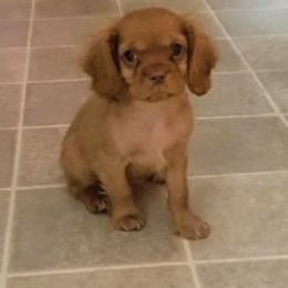 Cavalier King Charles Spaniel Puppies from Pleasant Meadows