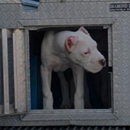 Boy 4 - White male Dogo Argentino puppy in Morgan Hill, Pennsylvania from De la Fuerza De Dios