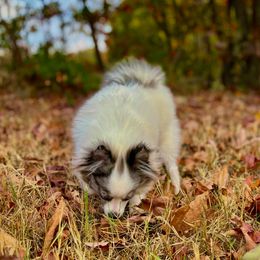 Luci - Pomeranian