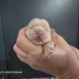 Chaddy - Cream and white male Shih Tzu puppy in Cabot, Arkansas from Borderland's Kennel