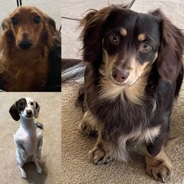 Dachshund All Grown Up from Wild West Wiener Lovers
