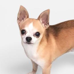 Doc - Chihuahua