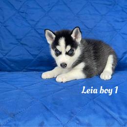 Leia boy 1 - Black and white male Siberian Husky puppy in Ocala, Florida from Florida Husky Puppies