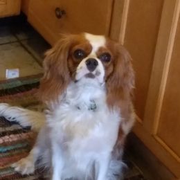 Livi - Cavalier King Charles Spaniel