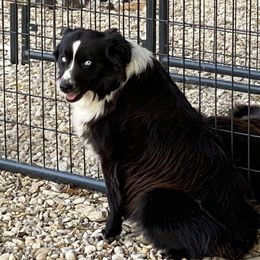 OUIJA - Miniature Australian Shepherd
