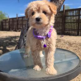 Miracle - Apricot female Maltipoo puppy in Sahuarita, Arizona from Cowgirl's Legacy Maltipoos