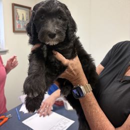 Charlie - Black male Sheepadoodle puppy in Franklin, Texas from Cross Doodles