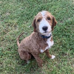 Strider (Dark Blue) - Apricot male Goldendoodle puppy in Jacksonville, Oregon from SS Goldendoodles