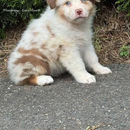 Hashbrown - Red merle male Australian Shepherd puppy in Chehalis, Washington from Wandering Acres Ranch
