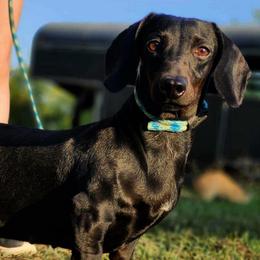 Blackie - Black and tan female Dachshund puppy in Turtletown, Tennessee from Stachia’s C4 Dachshunds