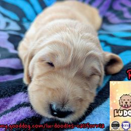 Rio - Cream female Goldendoodle puppy in Santa Cruz, California from Lu Doodles