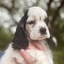 Girl 3 - Black and white Cocker Spaniel puppy in Texas from Sisu Cockers