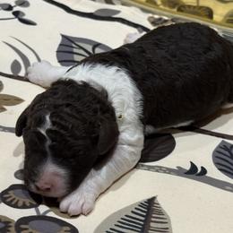 Chocolate Croissant - Brown male Lagotto Romagnolo puppy in Chicago, Illinois from Midwest Lagotto Romagnolo