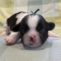 Black and White Male - SOLD - Black and white male Shih Tzu puppy in Crawfordsville, Indiana from Swaying Sycamore Farm