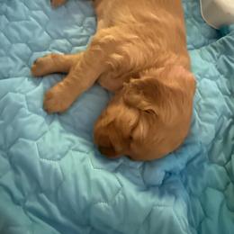 Pick 1-5 girl - Dark golden female Golden Retriever puppy in Huntington Beach, California from Beach Cities Golden Retrievers