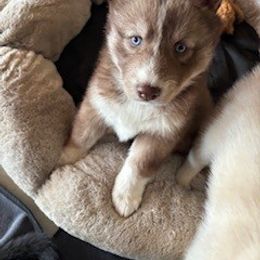 Boy 6 - Green collar - Brown and white male Siberian Husky puppy in Independence, Wisconsin from Hito's Huskies