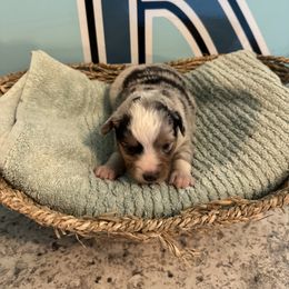 Miniature American Shepherd and Toy Australian Shepherd Puppies from Faith River Aussies