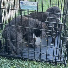 Bernedoodle Puppies from Grandview Bernedoodles