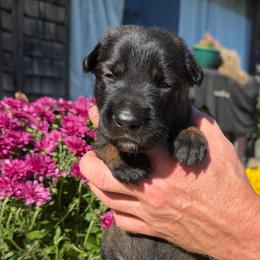Severus - Mahogany male Belgian Malinois puppy in Paris, Kentucky from Z Domu Niedzwiedzia Malinois
