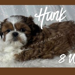 Hunk - Tricolor male Shih Tzu puppy in Hayden, Idaho from Phoenix Shih Tzu