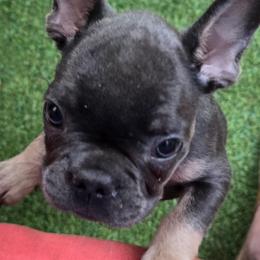 Peanut - Blue male French Bulldog puppy in Philadelphia, Pennsylvania from Kiki Leigh Frenchies