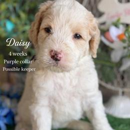 Daisy-purple collar - Parti female Saint Berdoodle puppy in Paw Paw, Michigan from ProAct Canines