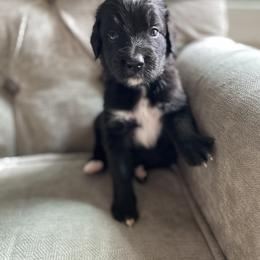 Bernedoodle, Goldendoodle, and Sheepadoodle Puppies from Dhalia’s Doodles