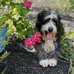 Pico - Barbado da Terceira