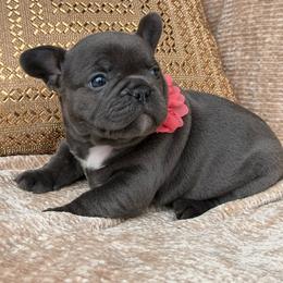 Mabel - Blue female French Bulldog puppy in Hemet, California from Bowman Pups