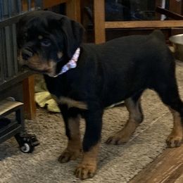 Lilac - Black and mahogany female Rottweiler puppy in Tucson, Arizona from Vertrag Rock Rottweiler