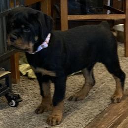 Lilac - Black and mahogany female Rottweiler puppy in Tucson, Arizona from Vertrag Rock Rottweiler