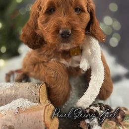 Bernedoodle, Goldendoodle, Golden Retriever, and Poodle Puppies from Red String Farmstead