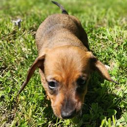 Brownie - Wild boar female Dachshund puppy in Goodman, Missouri from Jessica's Dashing Dachsunds and Chihuahuas