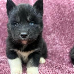 Wyoming - Agouti and white male Siberian Husky puppy in London, Ohio from Rose Trail Siberian’s