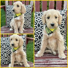 Goldendoodle Puppies from Puppy Paws Colorado
