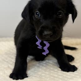 Purple Collar Black Female - Black female Labrador Retriever puppy in Gainesville, Georgia from Rucker Retrievers