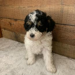 Flora - Parti female Poodle puppy in Haddam, Kansas from Golden B Acres