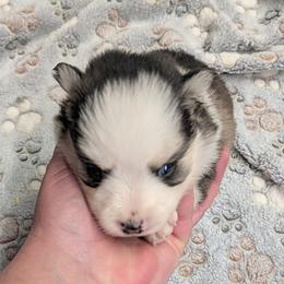 BxE g1 - Black and white female Pomsky puppy in Charlotte, Michigan from Moore Pomskies