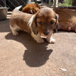 Abu - Piebald male Dachshund puppy in Henry, Virginia from Dumbledore's AKC Mini Dachshunds