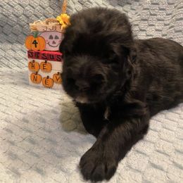 Hagrid - Black male German Shepherd puppy in Aurora, Illinois from Fairhaven German Shepherds