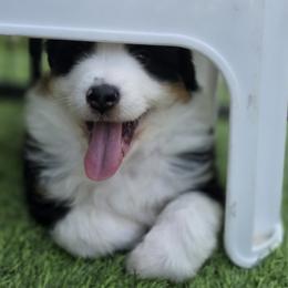Miniature American Shepherd Puppies from All About Me Miniature American Shepherds