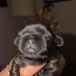 Binx - Blue male Shih Tzu puppy in Madera Acres, California from California Shih Tzu’s