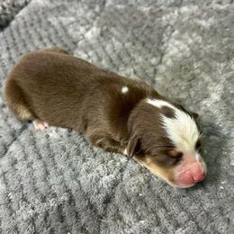 Girl 1 - Red tri female Miniature Australian Shepherd puppy in Alabama from SBA Aussies