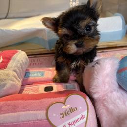 Stripe - Black and tan male Yorkshire Terrier puppy in Illinois from Pretty Little Yorkies