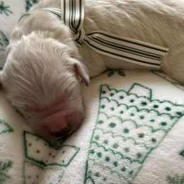 Golden Retriever Puppies from CoastalRetrieversva
